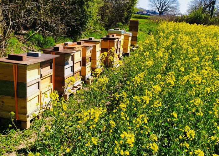 Bienenkästen stehen aufgereiht am Feldrand