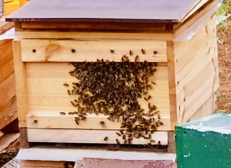 Bienenstock mit Bienen am Eingang