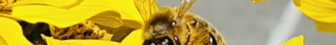 Biene auf gelber Blühte